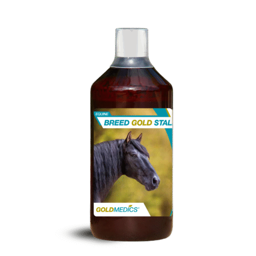 BREEDGOLDSTALLIONP1